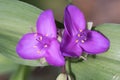 Tradescantia x andersoniana Karminglut, lilac-red Dayflower